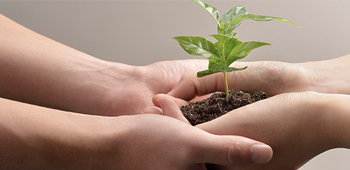 Hands holding a tree sapling
