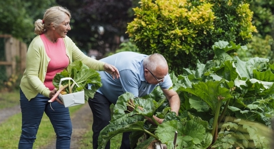 An elderly man and woman tend to flowers in a garden