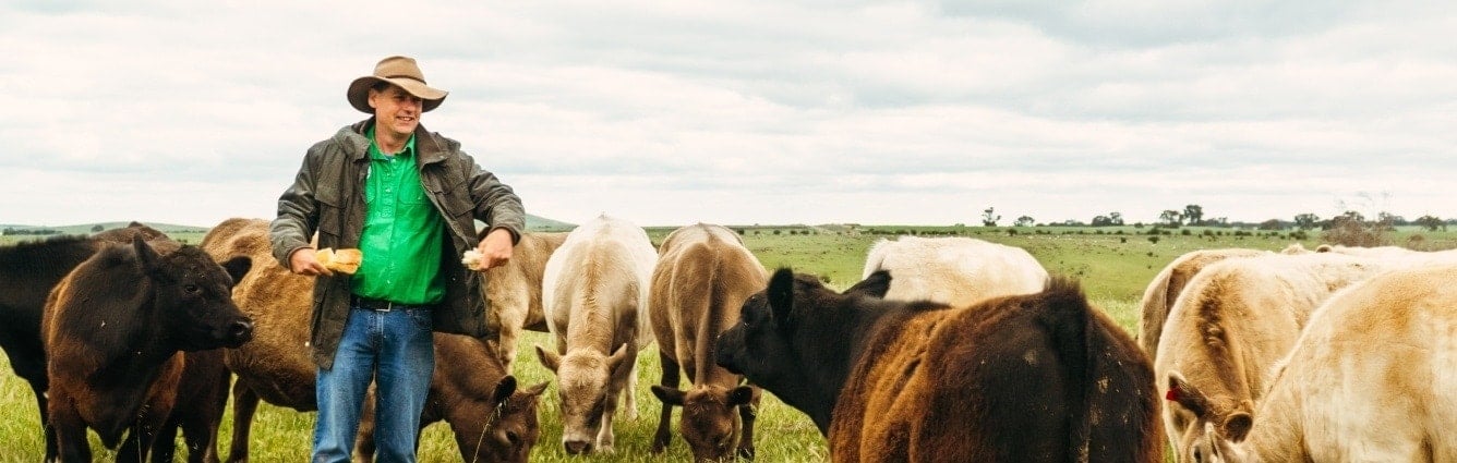 A farmer with cattle in the paddock