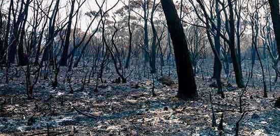 burnt bushland