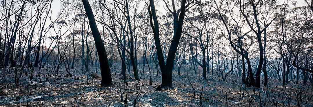 burnt bushland